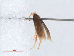 Image of Stigmella longicornuta Puplesis & Diškus 2003