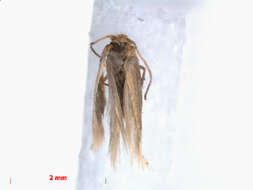 Image de Trifurcula manygoza van Nieukerken, A. Laštuvka & Z. Laštuvka ex van Nieukerken 2007