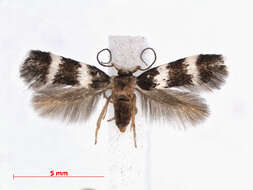 Image of white cap-eye moths