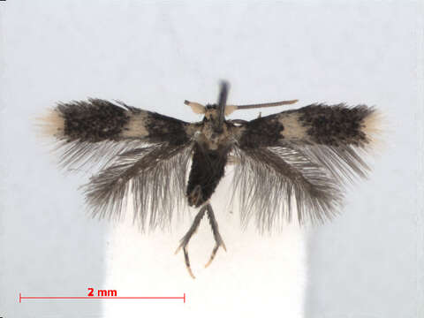 Image of Stigmella nigriverticella (Chambers 1875) Newton et al. 1982