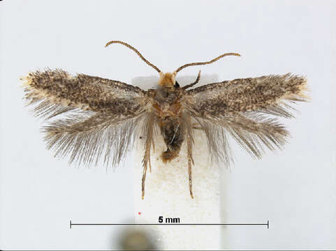 Zimmermannia amani (Svensson 1966) van Nieukerken et al. 2016 resmi