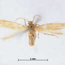 Image of Acalyptris psammophricta Meyrick 1921