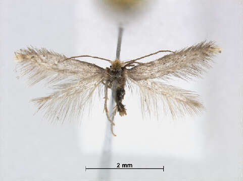 Image of Trifurcula cryptella (Stainton 1856) Johansson 1971