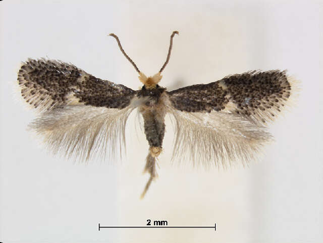 Image of Ectoedemia jacutica Puplesis 1988