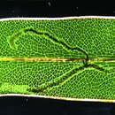 صورة Glaucolepis megaphallus (van Nieukerken, Z. Laštuvka & A. Laštuvka ex Z. Laštuvka et al. 2013) van Nieukerken et al. 2016