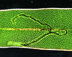 Image of Glaucolepis megaphallus (van Nieukerken, Z. Laštuvka & A. Laštuvka ex Z. Laštuvka et al. 2013) van Nieukerken et al. 2016