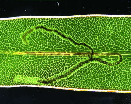 صورة Glaucolepis megaphallus (van Nieukerken, Z. Laštuvka & A. Laštuvka ex Z. Laštuvka et al. 2013) van Nieukerken et al. 2016