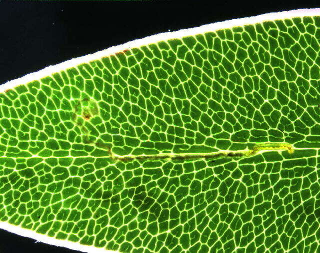 Image of Glaucolepis megaphallus (van Nieukerken, Z. Laštuvka & A. Laštuvka ex Z. Laštuvka et al. 2013) van Nieukerken et al. 2016