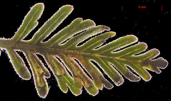 Image of Glaucolepis sanctaecrucis (Walsingham 1908) Diškus et al. 2003