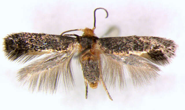Image of Glaucolepis melanoptera (van Nieukerken & Puplesis 1991) Puplesis 1994