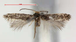 Image of Glaucolepis istriae (A. Laštuvka & Z. Laštuvka 2000) Diškus et al. 2003
