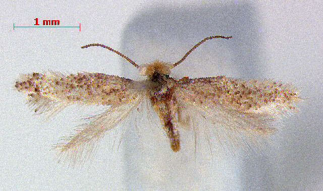 صورة Glaucolepis thymi (Szöcs 1965) Diškus et al. 2003