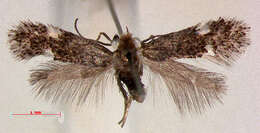 Image of Glaucolepis headleyella (Stainton 1854) Puplesis 1994