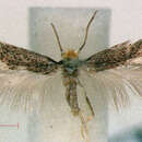 Image of Glaucolepis kalavritana (Z. Laštuvka & A. Laštuvka 1998) Diškus et al. 2003