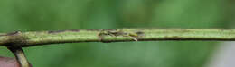 Image of Glaucolepis lituanica (Ivinskis & van Nieukerken 2012) van Nieukerken et al. 2016