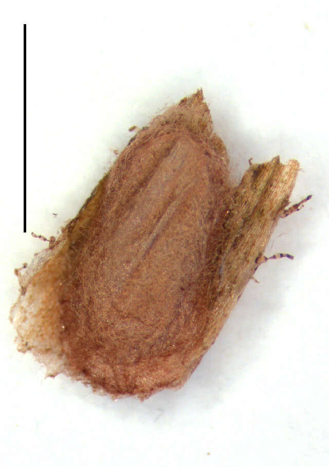Image of Glaucolepis lituanica (Ivinskis & van Nieukerken 2012) van Nieukerken et al. 2016