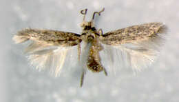 Image of Stigmella birgittae Gustafsson 1985