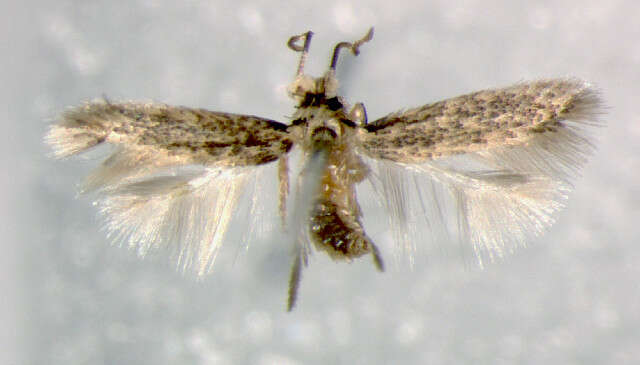 Image of Stigmella birgittae Gustafsson 1985