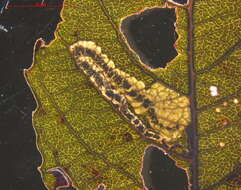 Image of Stigmella salicis (Stainton 1854) Fletcher et al. 1945