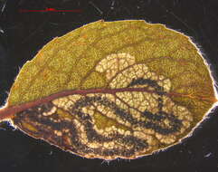 Image of Stigmella salicis (Stainton 1854) Fletcher et al. 1945