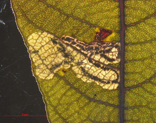 Image of Stigmella salicis (Stainton 1854) Fletcher et al. 1945