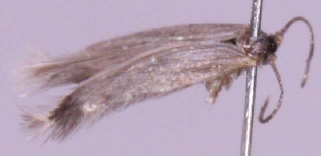 Image of Stigmella benanderella (Wolff 1955) Hering 1957