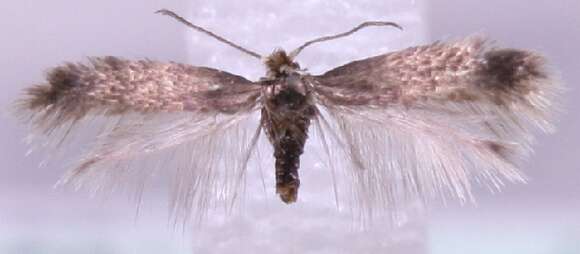 Image of Stigmella benanderella (Wolff 1955) Hering 1957