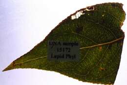 صورة Stigmella obliquella (Heinemann 1862) Vári 1944