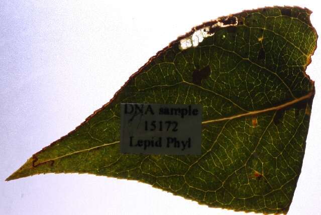 Imagem de Stigmella obliquella (Heinemann 1862) Vári 1944