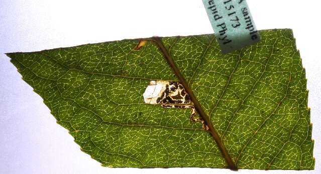 صورة Stigmella obliquella (Heinemann 1862) Vári 1944