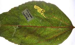 Image of Stigmella trimaculella (Haworth 1828) Fletcher et al. 1945