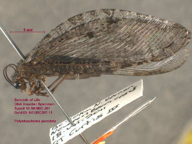 Image of moth lacewings