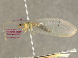 Image of Chrysopa nigricornis Burmeister 1839