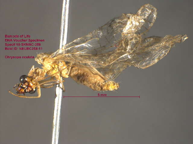 Image of Goldeneyed Lacewing