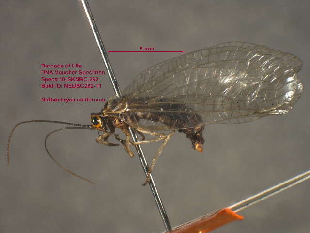 Image of San Francisco Lacewing