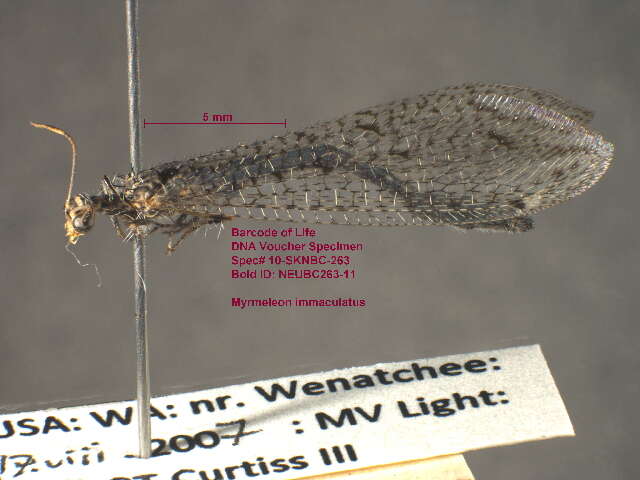 Image of antlion