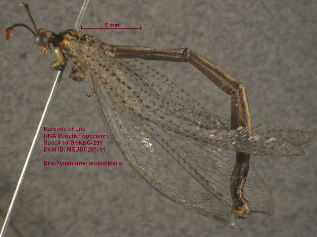 Image de Brachynemurus abdominalis (Say 1823)