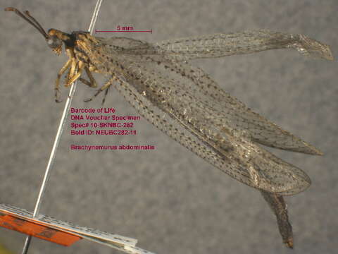 Image de Brachynemurus abdominalis (Say 1823)