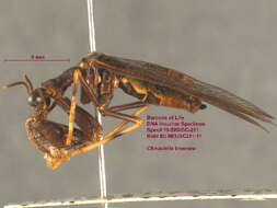 Image of Wasp Mantidfly