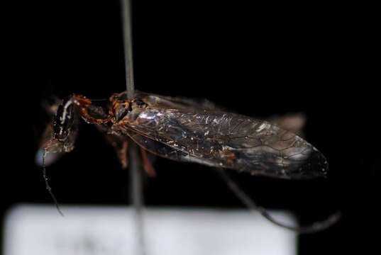 Image of Snakefly