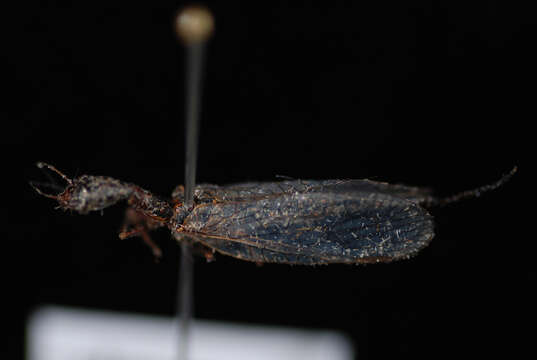 Image of Snakefly