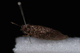 Image of Sisyra