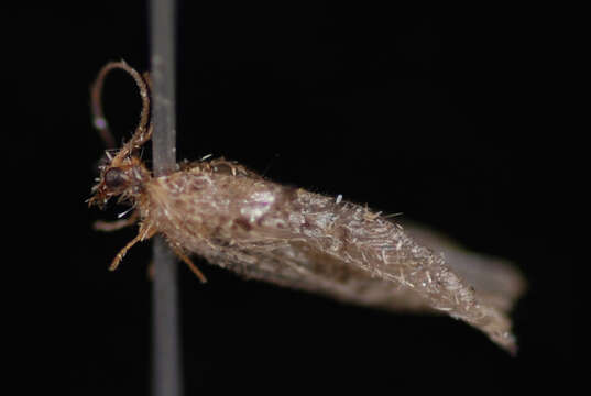 Image of brown lacewings