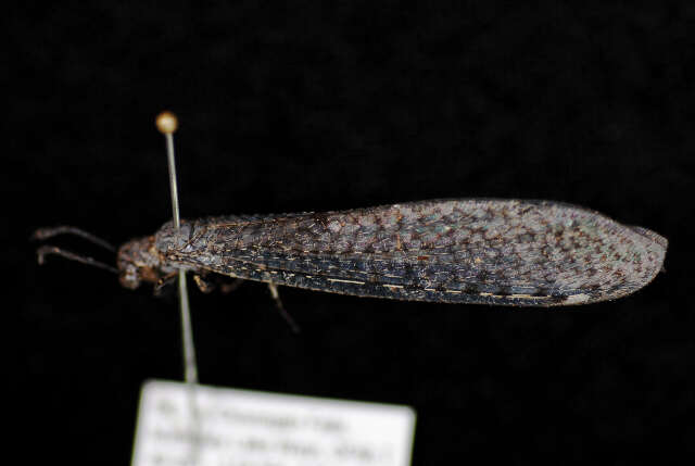 Image of antlion