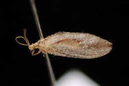 Image of brown lacewings