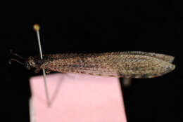 Image of antlion