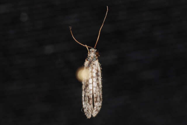 Image of Brown lacewing