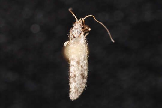 Image of Brown lacewing