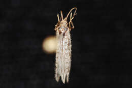 Image of Brown lacewing