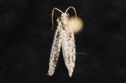 Image of Brown lacewing